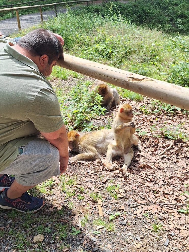 Ein Mann hockt in der Nähe von drei Affen, die auf dem Boden neben einem Holzzaun in einem Waldgebiet ruhen.