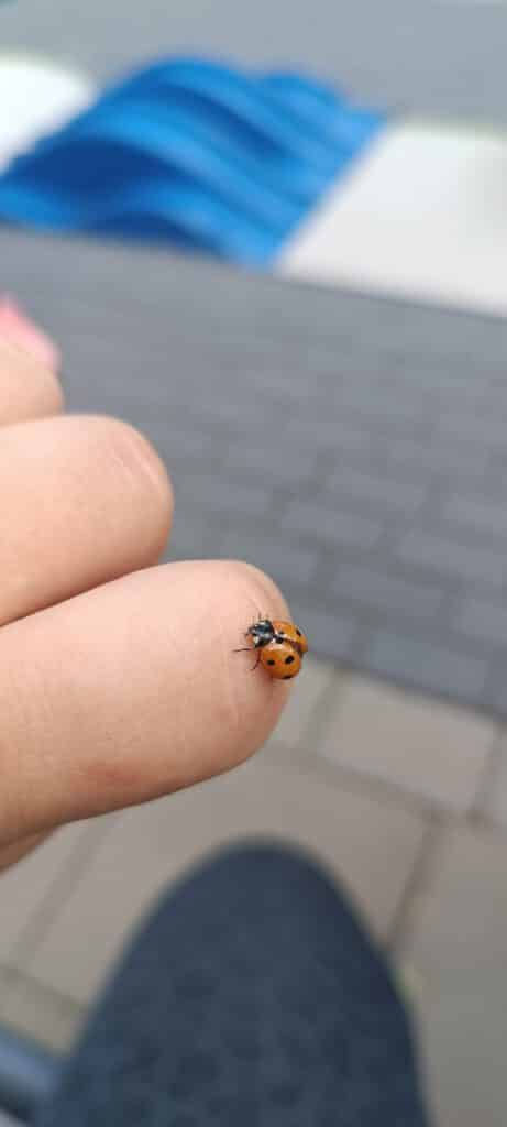 Ein Marienkäfer sitzt auf der Fingerspitze einer Person vor einem unscharfen Hintergrund.