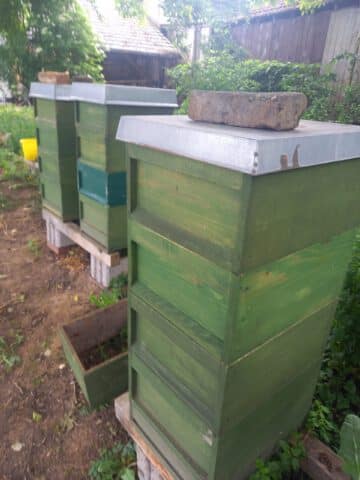 Drei grüne hölzerne Bienenstöcke mit Metalldeckeln und Ziegeln obenauf, die im Freien in einem Garten aufgestellt sind.