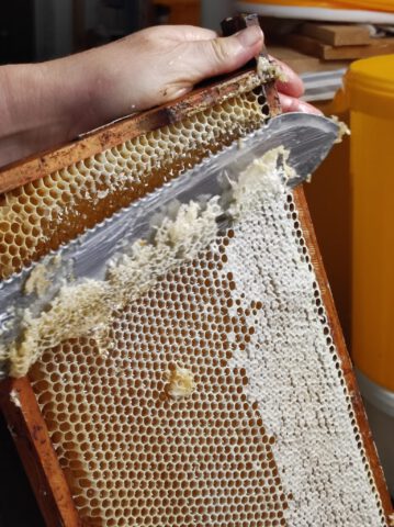 Eine Person kratzt mit einem Metallwerkzeug Wabenwachs von einem hölzernen Bienenstockrahmen ab.