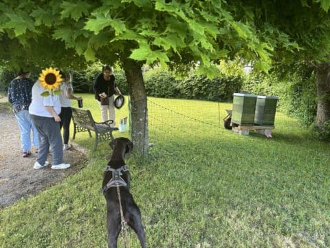 Vier Personen beobachten Bienenstöcke hinter einem Zaun, während im Vordergrund ein angeleinter Hund zuschaut.